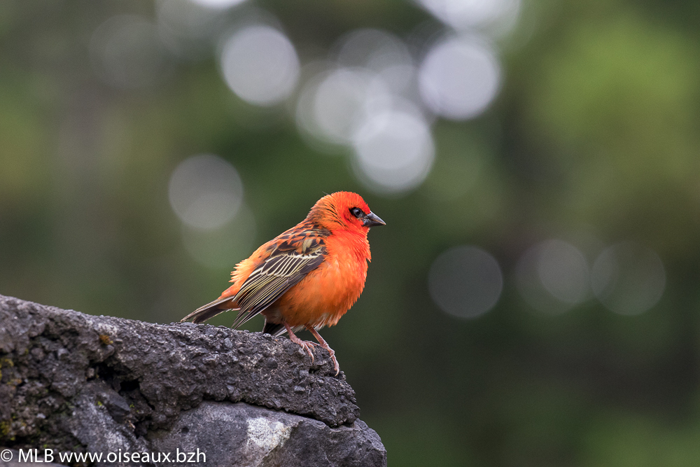 Foudi rouge (Foudia madagascariensis)